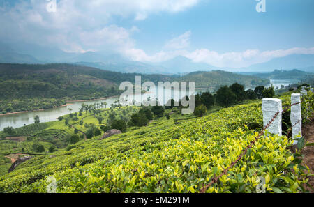 Les plantations de thé dans les collines de Munnar, Kerala, Inde Banque D'Images