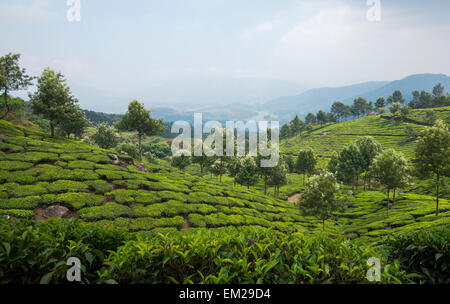 Les plantations de thé dans les collines de Munnar, Kerala, Inde Banque D'Images