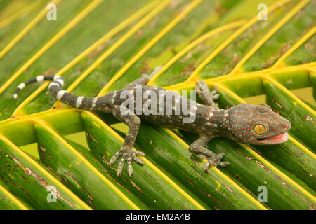 Gecko tokay jeunes sur une feuille de palmier, Ang Thong National Marine Park, Thaïlande Banque D'Images