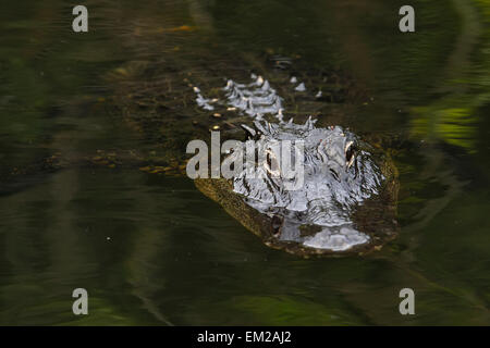 Alligator Alligator mississippiensis) (dans le parc national des Everglades, Florida, USA Banque D'Images