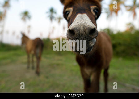 Âne bébé nez libre avec mère âne avec mère donkey et palmiers dans la toile. Banque D'Images