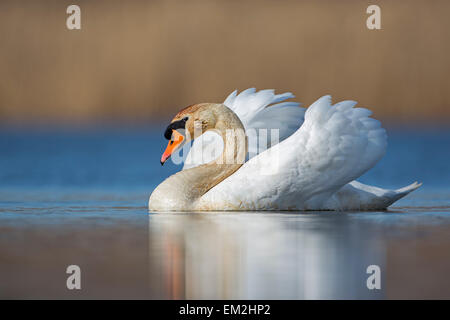 Mute Swan (Cygnus olor) mâle, de la cour, au milieu de la Réserve de biosphère de l'Elbe, Saxe-Anhalt, Allemagne Banque D'Images