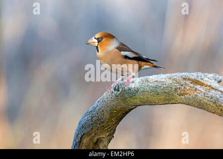 (Coccothraustes coccothraustes Hawfinch) perché sur une branche en hiver, au milieu de la Réserve de biosphère de l'Elbe, Saxe-Anhalt, Allemagne Banque D'Images