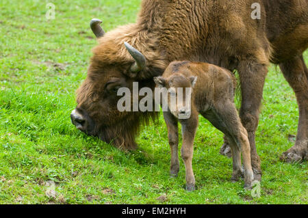 Le bison, bison d'Europe (Bison bonasus), vache et veau, captive, Thuringe, Allemagne Banque D'Images