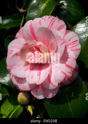 Camellia japonica lady Vansittart, une variété à fleurs rose variagated la floraison au début du printemps. Banque D'Images