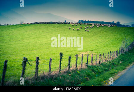 Troupeau de moutons dans une prairie. Sare. Département des Pyrénées-Atlantiques. Région Aquitaine, France, Europe. Banque D'Images