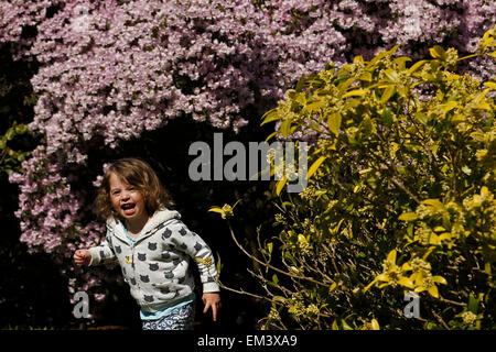 Trois ans Lottie joue parmi les arbustes à fleurs dans la source chaude météo à Borde Hill Gardens près de Haywards Heath, à Sussex Banque D'Images