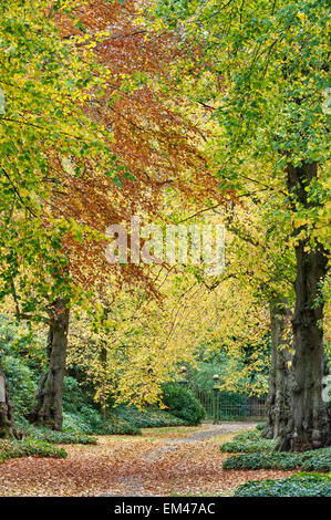 Couleur d'automne dans la Lime Avenue, dans les jardins de Biddulph Grange, Staffordshire, Royaume-Uni Banque D'Images