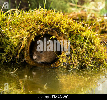 Le Campagnol de l'eau européenne - European water vole Banque D'Images