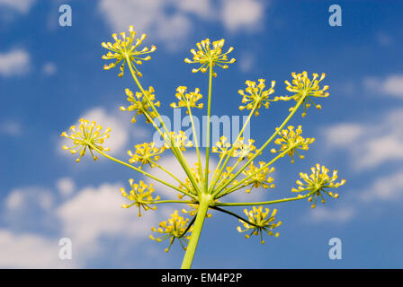 Le fenouil fleur avec du ciel bleu Banque D'Images