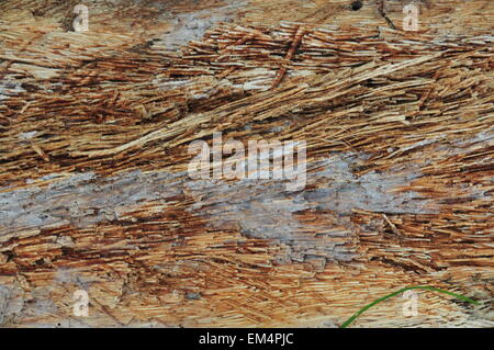 Déforestation et bois de noix de coco en décomposition Banque D'Images