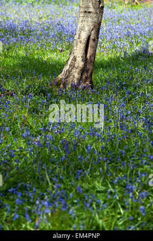 Bluebells(Endymion) nonscriptus sur forest clearing angleterre Grande-Bretagne Angleterre europe Banque D'Images