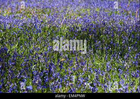 Bluebells(Endymion) nonscriptus sur forest clearing angleterre Grande-Bretagne Angleterre europe Banque D'Images