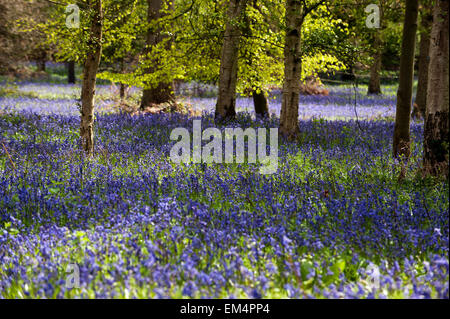 Bluebells(Endymion) nonscriptus sur forest clearing angleterre Grande-Bretagne Angleterre europe Banque D'Images