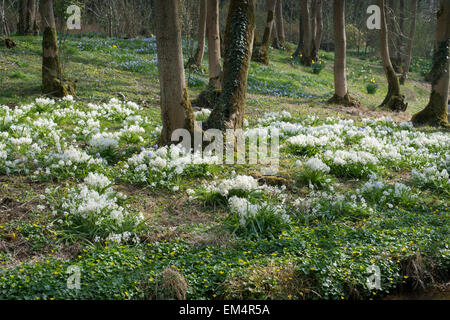 Scilla siberica alba. Dans Evenley squill sibérien jardins du bois, Evenley, Northamptonshire, Angleterre Banque D'Images