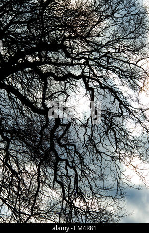 Quercus. Les branches d'Arbre de chêne silhouette dans la campagne anglaise Banque D'Images