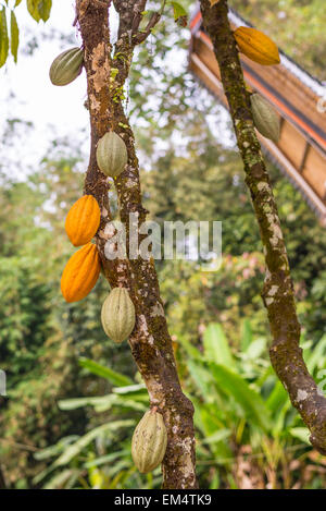 Close up d'un roulement de l'arbre de cacao fèves de cacao dans divers année de maturation, du jaune au vert. L'accent sur le premier plan. Banque D'Images