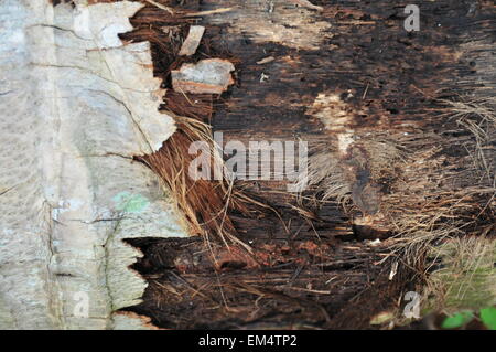 Déforestation et bois de noix de coco en décomposition Banque D'Images