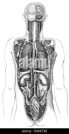 Vue arrière de l'viscères thoraciques ou abdominaux Banque D'Images