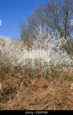 Fleur blanche de la prunelle, Prunus spinosa, couvre l'arbuste à fournir le givre comme décoration de 'Blackthorn Winter' Banque D'Images
