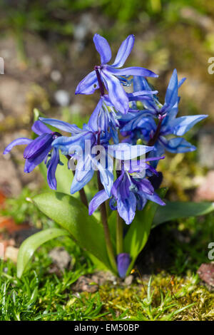 Fleurs de Printemps Bleu de la squill Scilla siberica, Sibérie Banque D'Images