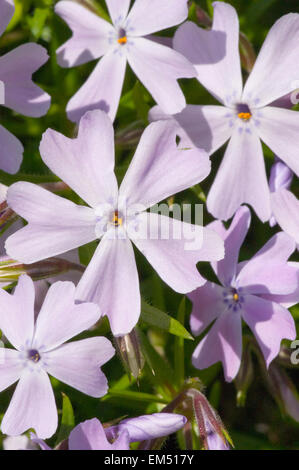 Fleurs des Phlox Emerald Cushion Blue Banque D'Images