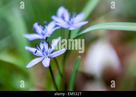 Scilla biflora également appelé ou deux alpine squill feuilles Banque D'Images