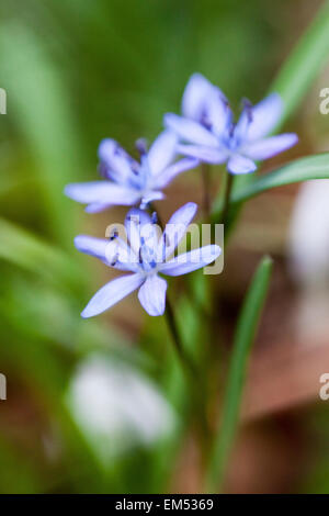 Scilla biflora également appelé ou deux alpine squill feuilles Banque D'Images