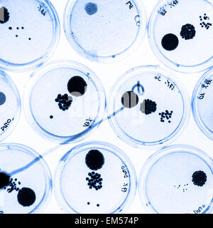Des bactéries dans des boîtes de Pétri. Banque D'Images