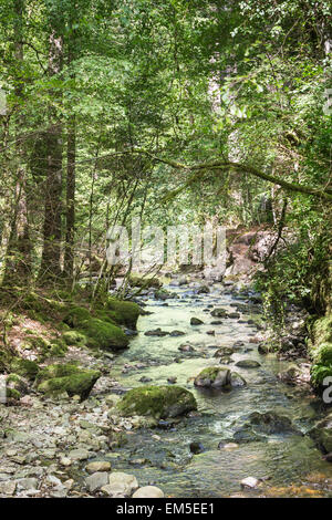 Moniack graver à Reelig Glen en Ecosse. Banque D'Images