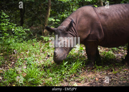 Bina, une femelle âgée, rhinocéros de Sumatra à l'alimentation, sanctuaire de rhinocéros de Sumatra Way Kambas National Park, de l'Indonésie. Banque D'Images