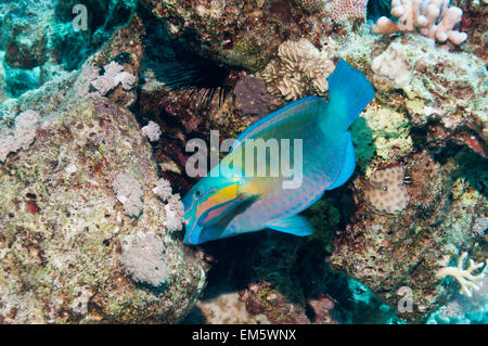 Ou Purplestreak genazonatus Chlorurus (perroquet du Sinaï) pâturage sur la roche de corail. L'Egypte, Mer Rouge. Banque D'Images