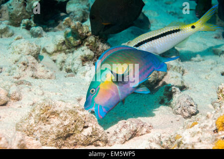 Ou Purplestreak genazonatus Chlorurus (perroquet du Sinaï) pâturage sur la roche de corail. L'Egypte, Mer Rouge. Banque D'Images