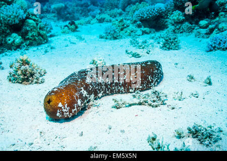 Concombre de mer noire ou concombre de mer de sable (Holothuria atra). L'Egypte, Mer Rouge Banque D'Images