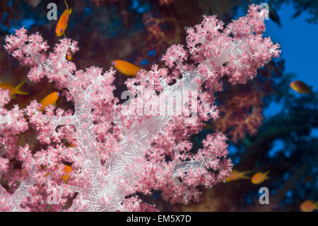 Soft coral (Dendronephthya sp) montrant les aiguilles ou les sclérites. L'Egypte, Mer Rouge. Banque D'Images