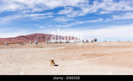 Un renard à l'ALMA, San Pedro de Atacama, Chili, Amérique du Sud Banque D'Images