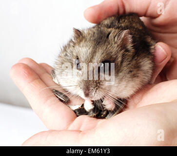 Dans les mains de hamster Djungarian Banque D'Images