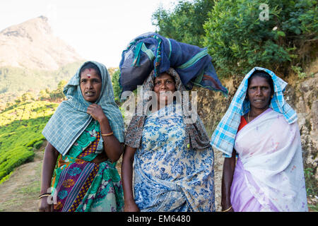 Les cueilleurs de thé de Munnar, Kerala, Inde Banque D'Images