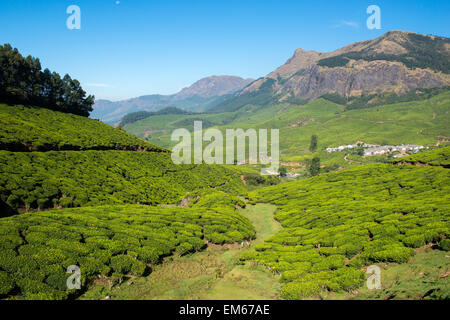 Les plantations de thé dans les collines de Munnar, Kerala, Inde Banque D'Images