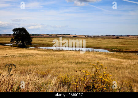 RS 2161. Réserve naturelle d'Elmley, île de Sheppy, Kent, Angleterre Banque D'Images