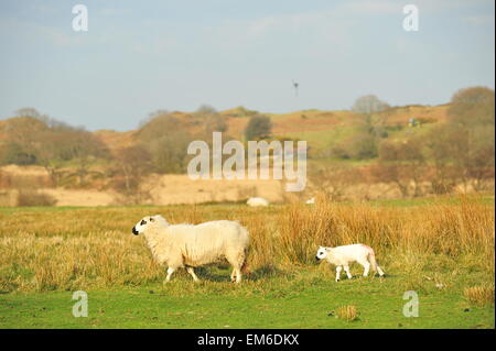 Les agneaux nouveau-nés profiter du beau temps sur l'un des jours les plus chauds de l'année jusqu'à présent en Ysbyty Comté Ystwyth Ceredigion. Credit : Jonny White/Alamy Live News Banque D'Images