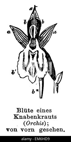 Marsh orchid : Fleur Banque D'Images