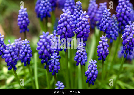 Blue Muscari armeniacum Grape jacinthe jardin fleurs de printemps Banque D'Images