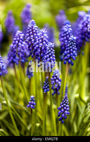 Grape Hyacinth Muscari armeniacum plante à bulbe bleu Banque D'Images