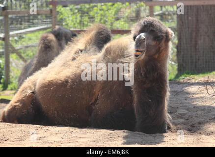 Un chameau de Bactriane deux, de Regent Park, le Zoo de Londres, en Angleterre, Royaume-Uni Banque D'Images