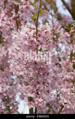 Prunus pendula var ascendens 'Rosea'. Rosebud tombantes cerise. Banque D'Images