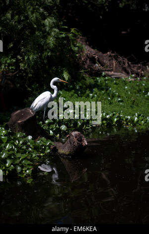 Un héron perches dans un canal d'eau à San Gregorio Atlapulco village de Xochimilco, au sud de Mexico City Banque D'Images