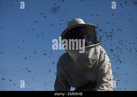 Un apiculteur promenades dans un essaim d'abeilles bourdonner un volant dans le Parc Naturel de Los Alcornocales, la province de Cádiz, Andalousie, Espagne Banque D'Images