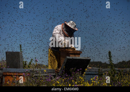 Un apiculteur travaille dans un essaim d'abeilles bourdonner un volant dans le Parc Naturel de Los Alcornocales, la province de Cádiz, Andalousie, Espagne Banque D'Images