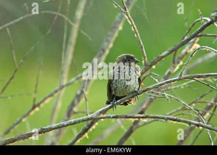 Un carouge à épaulettes, Agelaius phoeniceus, assis dans une feuille-moins bush, Grand Lake, Alberta Banque D'Images